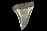 Fossil Mako Shark Tooth - South Carolina #128753-1